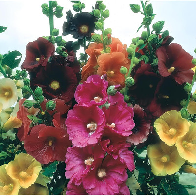 Lorvox Hollyhock Tall Flower Seed(30 per packet)