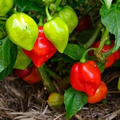 MAMONI TRADERS bumbai chilli seed, red chilli, Total Quantity 150+ Seed(50 per packet)