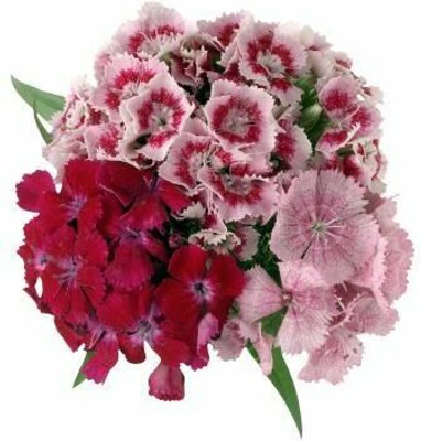 XOLDA Exotic sweet william Seed(32 per packet)