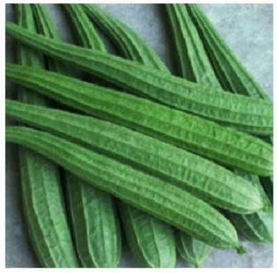 XOLDA Hybrid ridge gourd Seed(70 per packet)