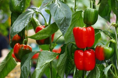 Qualtivate HYB-4A Capsicum/bellpepper Red Wonder Seed(100 per packet)