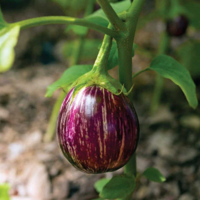 Kofy Brinjal Seed(50 per packet)