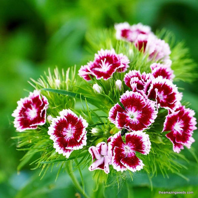 Arshiayat Flower seeds hybrid mix sweet william Seed(100 per packet)