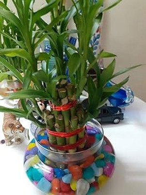 GREENSEA Lucky Bamboo Seed(64 per packet)