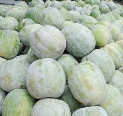 the green dotcom AshGourd/Peta Seed(10 per packet)