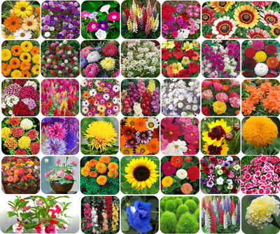 SUAA Combo of 40 Variety Flower Seeds Combo pack Seed(2700 per packet)