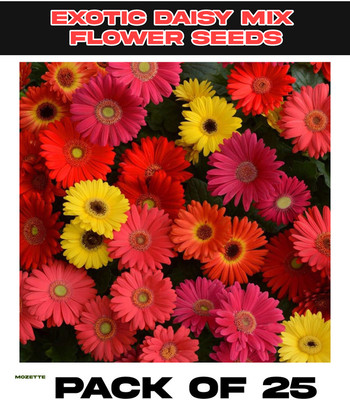 Mozette Exotic Daisy Mix Flower Seed Seed(25 per packet)