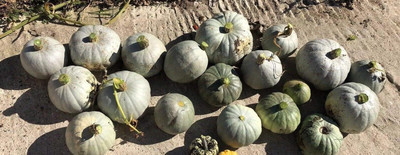 KNESSiN ACT-66 Crown Prince Pumpkin Seed(50 per packet)