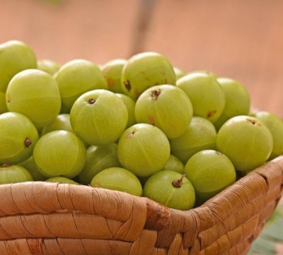 GREENSEA Amla, Gooseberry, Amloki Seed(27 per packet)