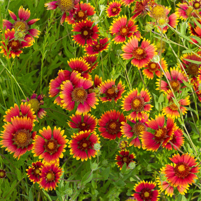 the green dotcom gaillardia flower seeds Seed(47 per packet)