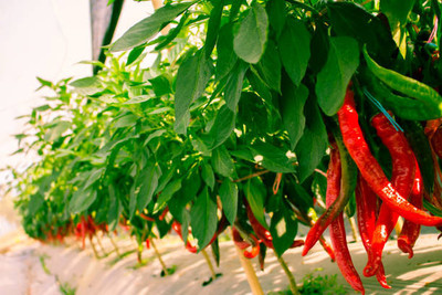Kodali Hybrid F1 Chilli Seeds Pack Of 65 Seed(65 per packet)