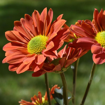 Lorvox HYBRID SEEDS Aster Seed(135 per packet)