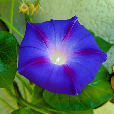 Aywal Hybrid Morning Glory Mix Seed(70 per packet)
