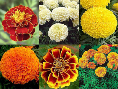 Infiniteseeds marigold flower seeds hybrid combo, high germination (50 seeds) Seed(50 per packet)