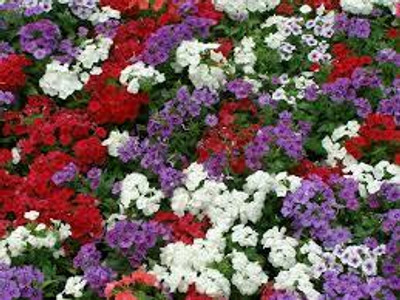 XOLDA Exotic phlox Seed(49 per packet)