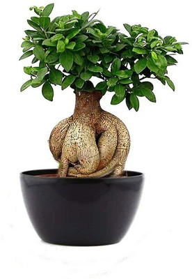 the green dotcom beautiful bonsai herb hybrid seeds 1-packet Seed(105 per packet)