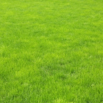 Pbevergreen Cricket/Football/park area lawn grass seeds for plant Seed(1900 per packet)