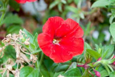 Oliver balsam flower seeds Seed(20 per packet)