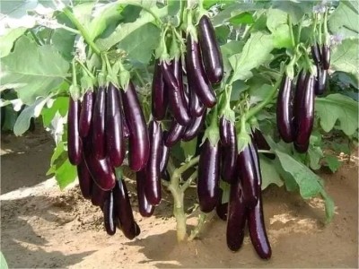 KUSH Long Brinjal Seeds Seed(300 per packet)