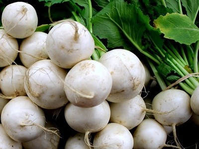 XOLDA Hybrid Turmp White Seed(65 per packet)
