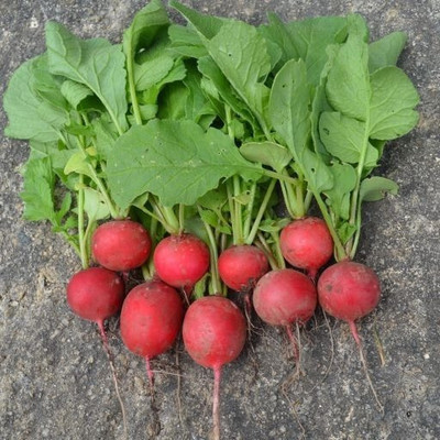 Cloud Farm Hybrid Radish Globe Seed(205 per packet)