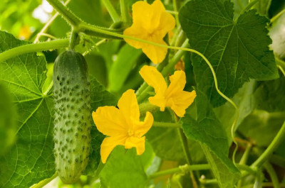 jkfarm Desi Kheera, Cucumber Seed(101 per packet)