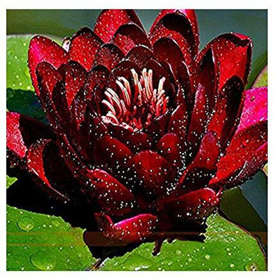 LPR TOMATO SEEDS Seed(20 per packet)