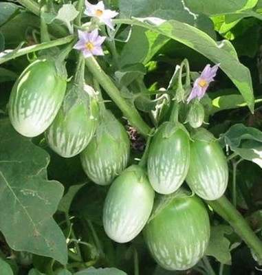 Arshiayat Brinjal Seed(200 per packet)