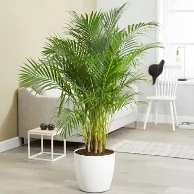 SUAA areca plam Seed(8 per packet)