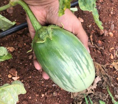 the green dotcom Brinjal Seeds Hybrid Seed(55 per packet)