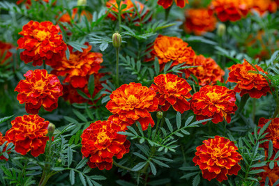 BDSresolve Hybrid Red marigold seeds for plant Seed(70 per packet)