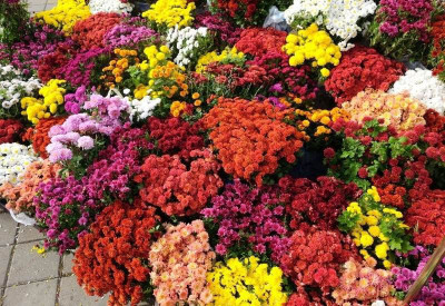 KANAYA Chrysanthamum Mix/Chamanti Seed(15 per packet)