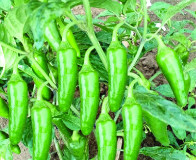 the green dotcom Bullet chilli seeds, chlli seeds pack of 210 Seed(210 per packet)