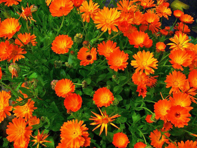 Quentova Calendula, Pot Marigold-CTU-5L Seed(50 per packet)