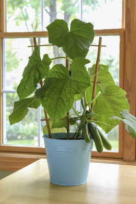 MAMONI TRADERS Fresh VNR Cucumber Vegetable Hybrid Seed(50 per packet)