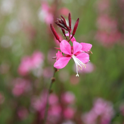 Hybrid Galaxy gaura beautiful flower hybrid seeds 1-packet Seed(10 per packet)