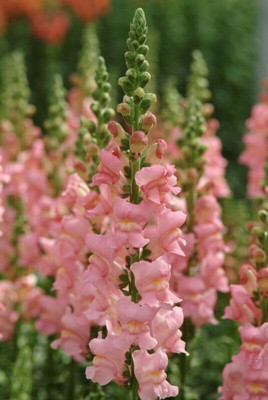 Lorvox Antirrhinum/Snapdragon/Dog Flower Dwarf Flower Seed(105 per packet)