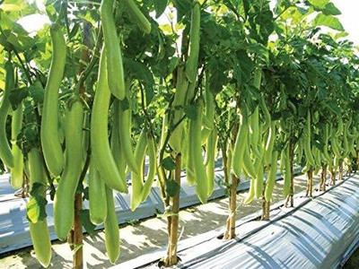 MKR Enterprises Bengan Seed(100 per packet)