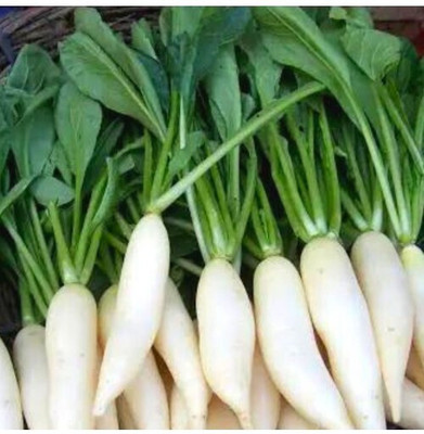 Cloud Farm Long Radish-Mooli Seed(31 per packet)