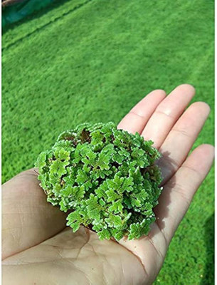 the green dotcom Azola seeds for plant,ajolla seeds for plant/azolla seeds 680 Seed(680 per packet)