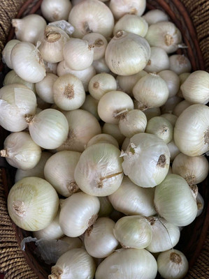 XOLDA Onion White plant Seed(37 per packet)