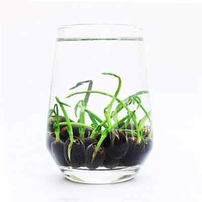 KNESSiN Flower Seed(25 per packet)