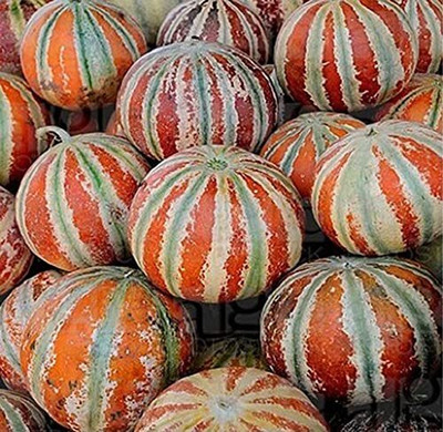 Qualtivate RES-5A MUSK MELON KAJRI SEEDS Seed(200 per packet)