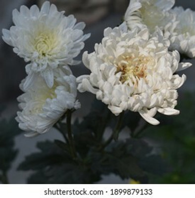 XOLDA Exotic chrysanthemum white Seed(39 per packet)
