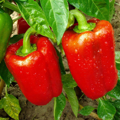 Qualtivate XXX-4A Capsicum/bellpepper Red Wonder Seed(100 per packet)