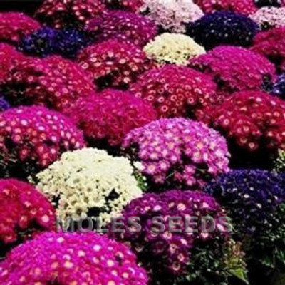 XOLDA Exotic cineraria Seed(32 per packet)