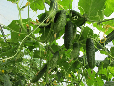 Qualtivate PUA-7A Cucumber Gherkin Seed(300 per packet)