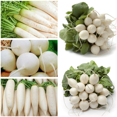 GARDENIFY INDIA F1 HYBRID ROUND AND LONG RADISH VEGETABLE COMBO Seed(1000 per packet)