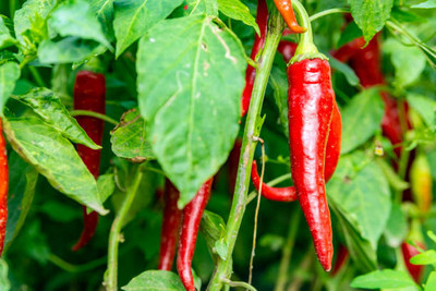 Kodali Hybrid F1 Chilli Seeds Pack Of 81 Seed(81 per packet)