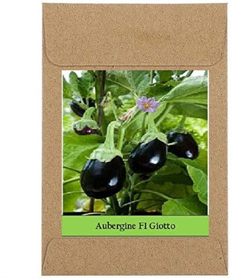 Qualtivate Brinjal Seed(250 per packet)